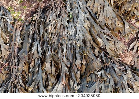 The Brown Algae Toothed Wrack (fucus Serratus)