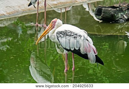 Closeup Lesser Adjutant Stand in a Pond