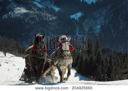 Two horse open sleigh on a mountain hill in winter. Celebration decoration on horses. Christmas sleigh with two horses running on white snow.
