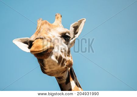 Close-up picture of funny girafee looking into camera