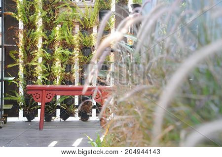 red wood chair in patio and Grass flower