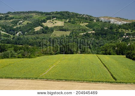 Rural landscape at summer along the road from Brisighella to Modigliana (Ravenna Emilia Romagna Italy)
