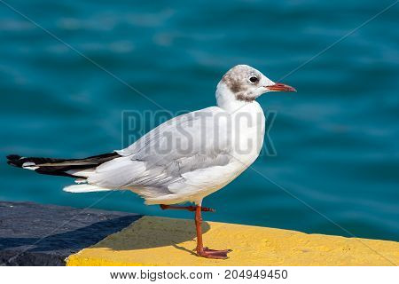 White seagull with red beak sitting on the dock. Seagull close-up on a blurred water background.