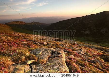 beautiful summer sunrise landscape in the mountains with blooming rhododendron flowers, east Europe travel, Carpathian national park, west Ukraine, beeauty world, wallpaper background landscape