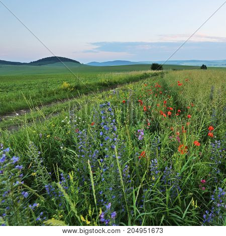 beautiful summer sunrise landscape in the mountains, flowers in the field, east Europe travel, Carpathian national park, west Ukraine, beeauty world, wallpaper background landscape