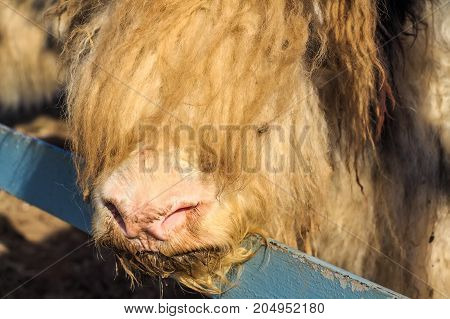 Close up young domestic yak or Bos Grunniens in zoo
