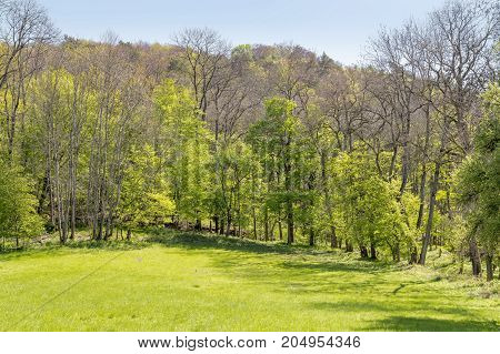 sunny woodside scenery at spring time in Southern Germany