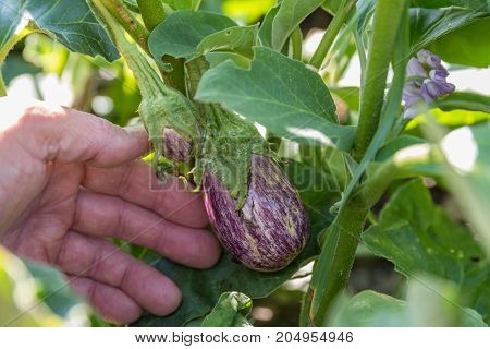 Fresh aubergine from its own garden - close-up Melanzani
