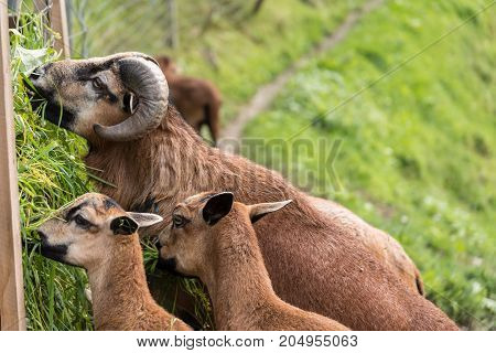 Close-up of several beautiful mouflon in grass eating