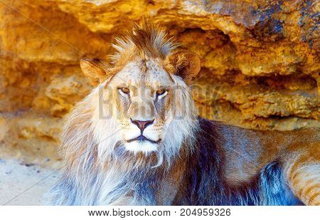 Beautiful Lion resting in the sunshine. rock background