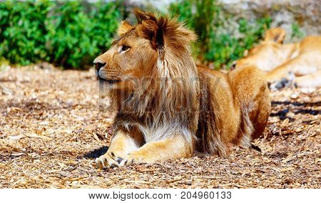 Beautiful Lion resting in the sunshine. blur background