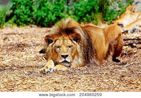 Beautiful Lion resting in the sunshine. blur background