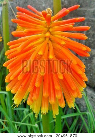 Big, Orange Kniphofia / Red Hot Poker in the Grass