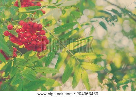 Rowan red berries and fresh green leaves, retro toned