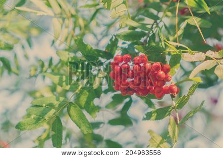 Rowan red berries and fresh green leaves with blue sky, retro toned