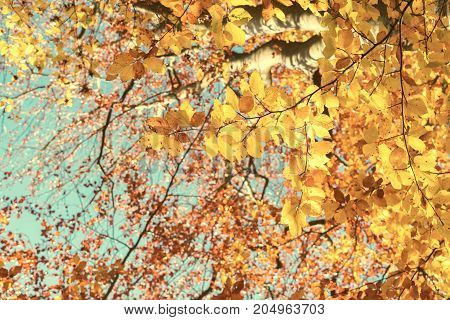 Vibrant yellow Walnut golden fall tree foliage and blue sky background, retro toned