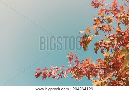 Oak fall tree foliage on blue sky with copy space, retro toned