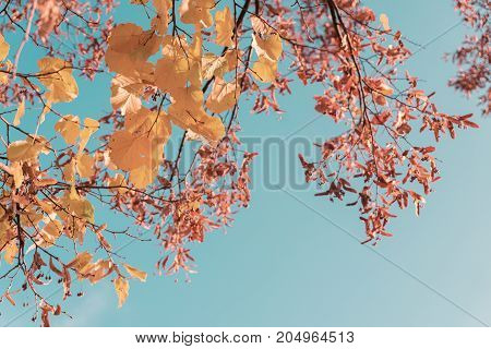 Vibrant yellow golden fall tree foliage, retro toned