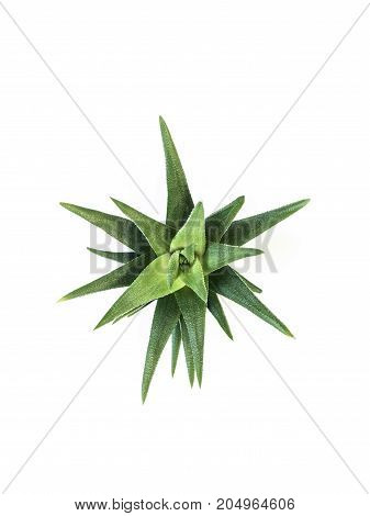 Desert Plant On White Background
