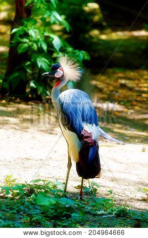 Beautful bird. Blur nature background. Color bird