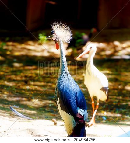Beautful bird. Blur nature background. Color bird