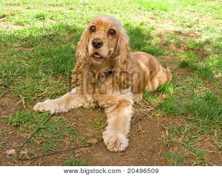 Bahçesinde yatan sevimli cocker spaniel köpek