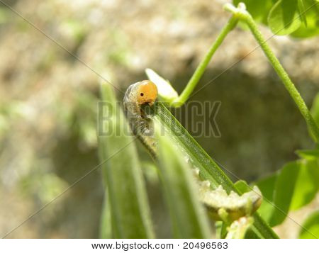 Piccolo bruco mangia erba