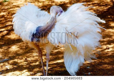 Bird ostrich and Blur background. Struthio camelus