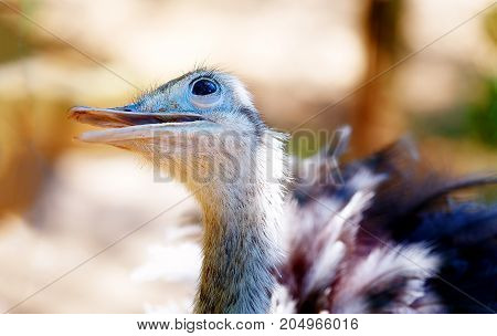 Bird ostrich and Blur background. Struthio camelus. Smiling bird