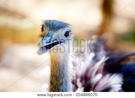 Bird ostrich and Blur background. Struthio camelus. Smiling bird