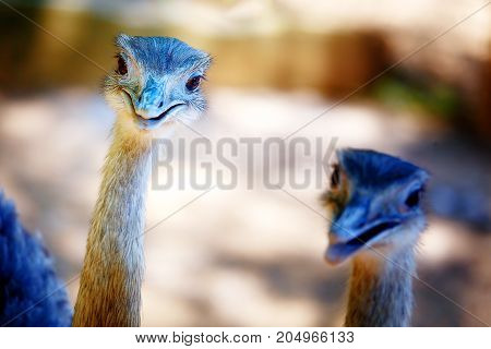 Bird ostrich and Blur background. Struthio camelus. Smiling bird