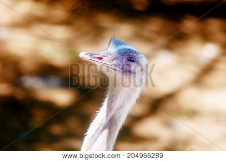 Bird ostrich and Blur background. Struthio camelus