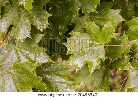 Green maple leavse on tree under the rain. Wet weather in autumn background in nature