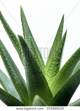 Desert Plant On White Background