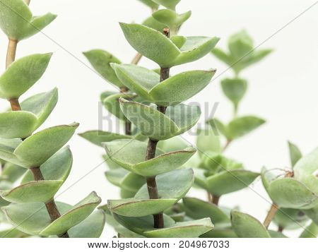 Desert Plant On White Background