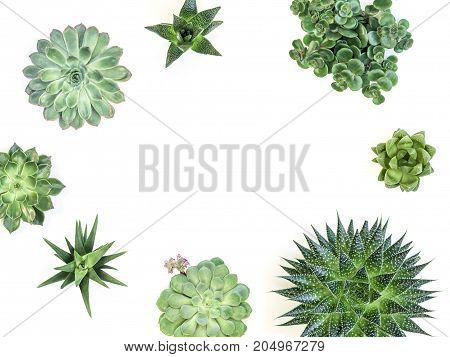 Desert Plant On White Background