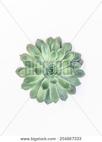 Desert Plant On White Background