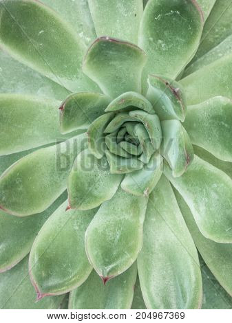 Desert Plant On White Background