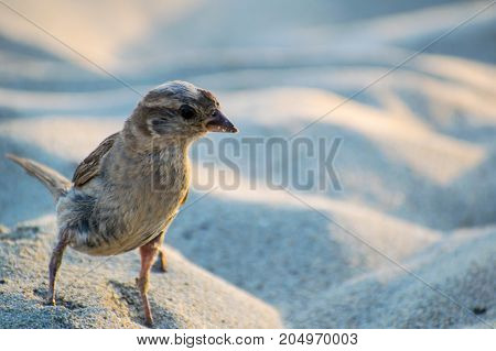 Portrait of curious sparrow on the sand closeup