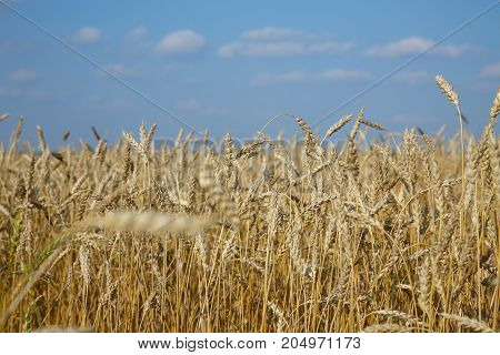 Ripe Wheat Landscape Against Blue Sky