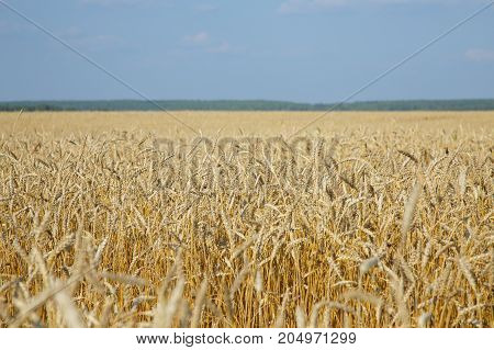 Ripe Wheat Landscape Against Blue Sky