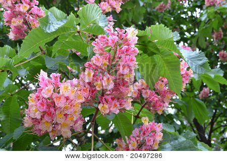 Castaña de flores rosadas
