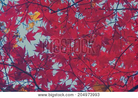 Fresh red maple leaves background on blue sky, retro toned