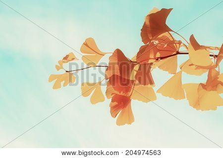 Vibrant fall yellow ginkgo biloba tree foliage on pale blue sky, retro toned