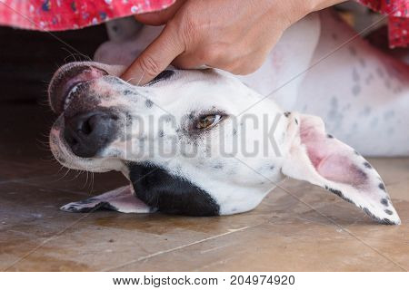 English Pointer White Dog In Black Dots Playful Lying On Tile Floor