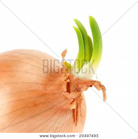 Bulwiasta zielona cebula