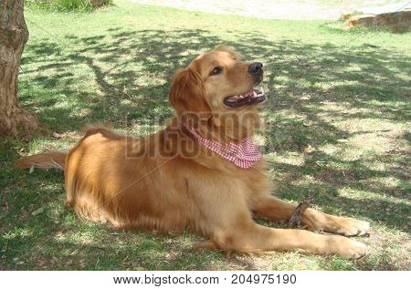 Golden retriever dog rests in the park