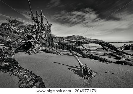 Black Rock Beach with its fallen trees on Big Talbot State Park