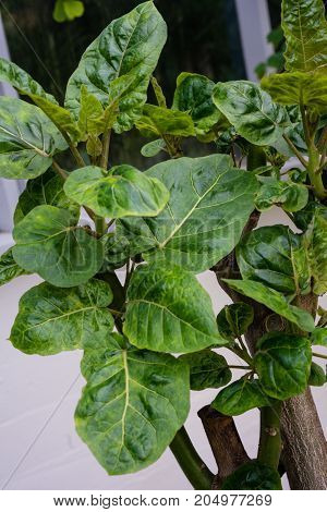 cyphomandra betacea tree tomato from south america tamarilla plant tree close up tree trunk and leaf front view