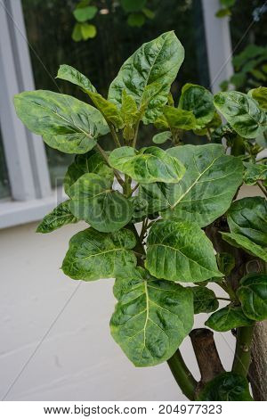 cyphomandra betacea tree tomato from south america tamarilla plant tree close up tree trunk and leaf front view